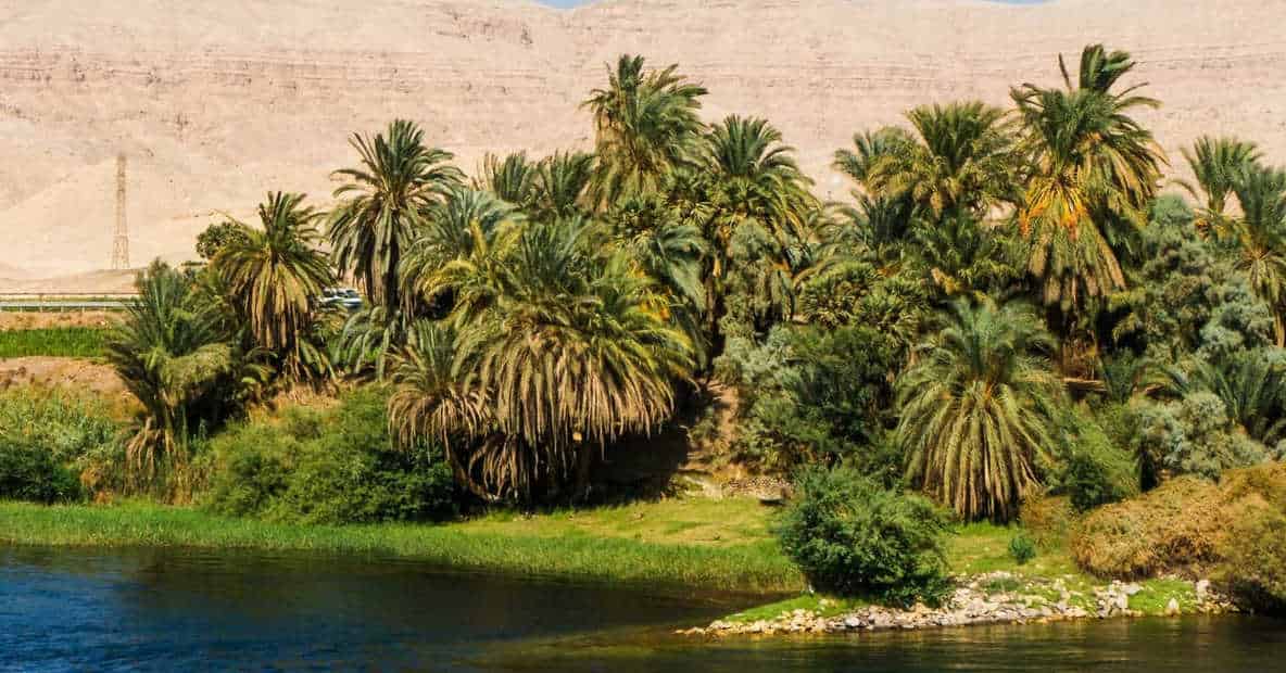 Optical Illusion Find Crocodile in 5 Seconds